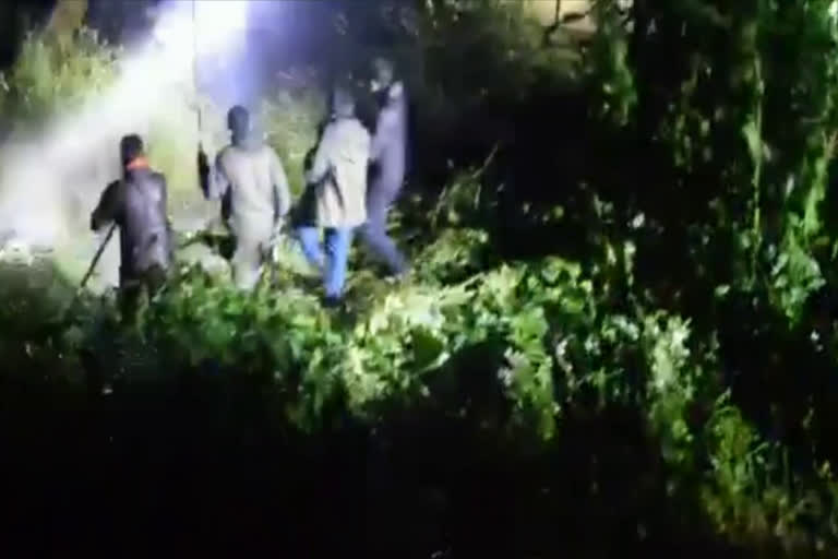 देर रात भालू ने वनकर्मियों पर किया हमला
