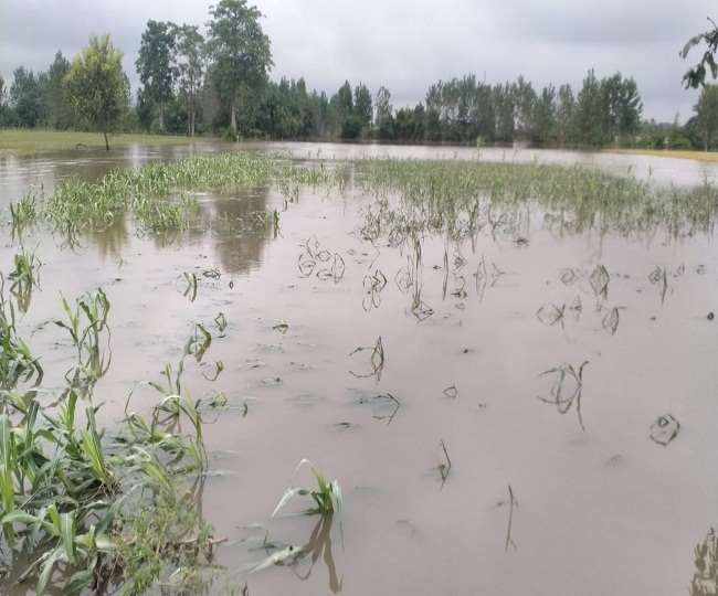 बारिश से रुद्रपुर में 40 हजार हेक्टेयर  खेती प्रभावित