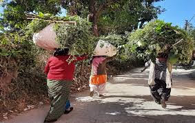 सफल: घसियारी कल्याण योजना को लेकर गांवों में गजब का उत्साह