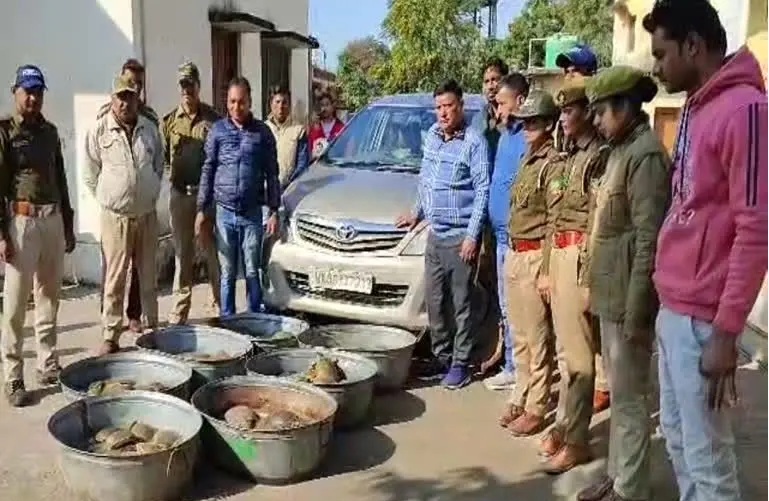चेकिंग के दौरान कार से बरामद हुए 173 जिंदा कछुए