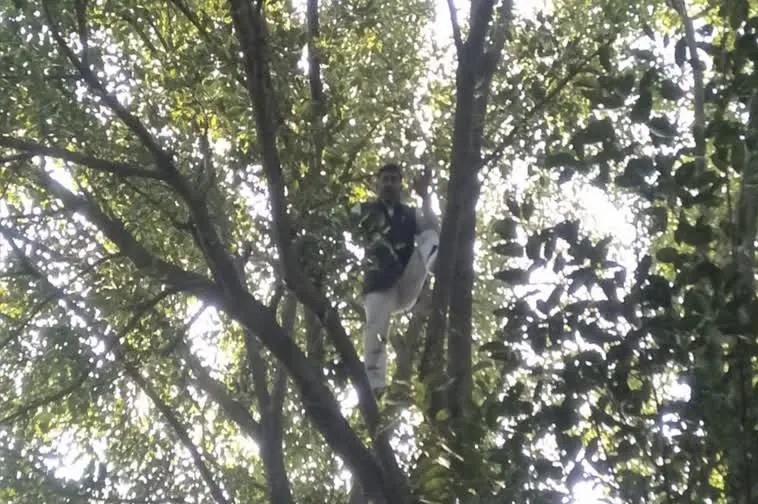 चकबंदी ऑफिस में आत्मदाह करने पहुंचा भाजपा नेता, पुलिस को देख पेड़ पर चढ़ा