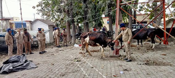 कामयाबी: पुलिस ने गायों से भरा कैंटर पकड़ा, हिरासत में लिये गये तीन लोगों के खिलाफ मुकदमा दर्ज