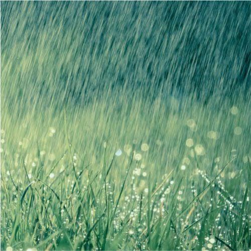 दुष्प्रभाव: बेमौसमी बारिश और बर्फबारी से बढ़ी मुश्किलें, किसानों की फसलों को भारी नुकसान