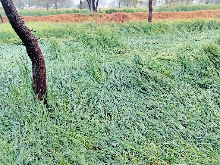 आफत:  किसानों के लिए मौसम बना अभिशाप, 40 से 50 फीसदी फसलें खराब