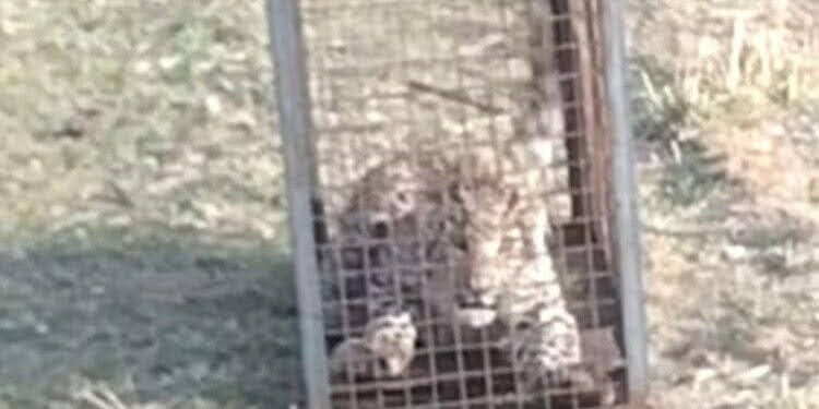 तुक्का: पिंजरा लगाया था बंदर पकड़ने के लिए,फंस गया गुलदार