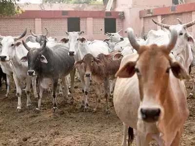 बेरहमी: मवेशियों की जान पर भारी पड़ रही है सरकारी तंत्र की लापरवाही, चारा न मिलने से 8 गोवंशों ने तोड़ दिया दम