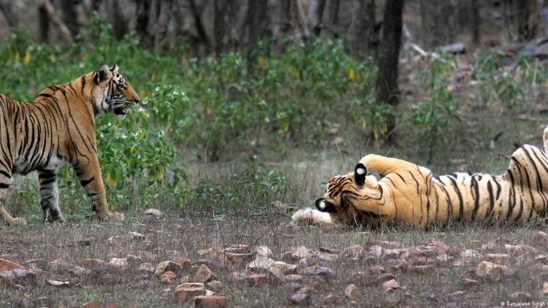 दहशत: गांव के निकट नजर आए दो बाघ, ग्रामीणों ने घरों में दुबक कर बचाई जान