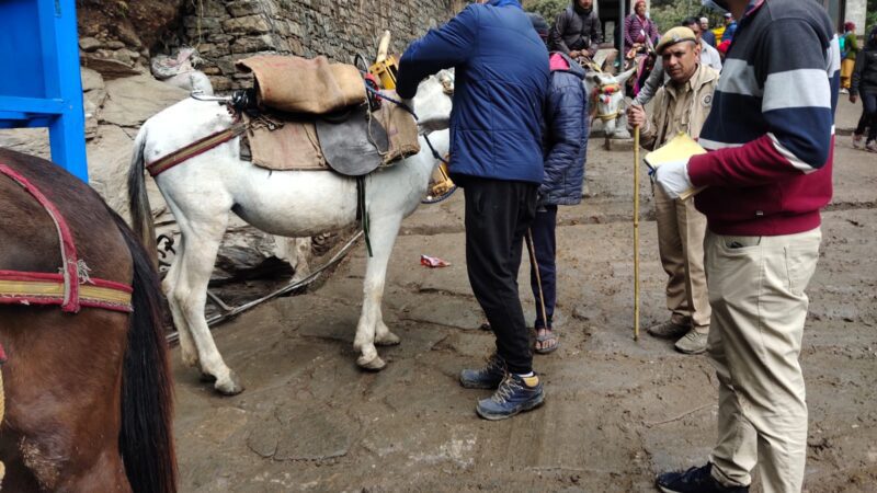 केदारनाथ धाम: यात्रा मार्ग पर संचालित घोड़े-खच्चरों के लिए की गयी स्वास्थ्य सुरक्षा व चिकित्सा की पर्याप्त व्यवस्था