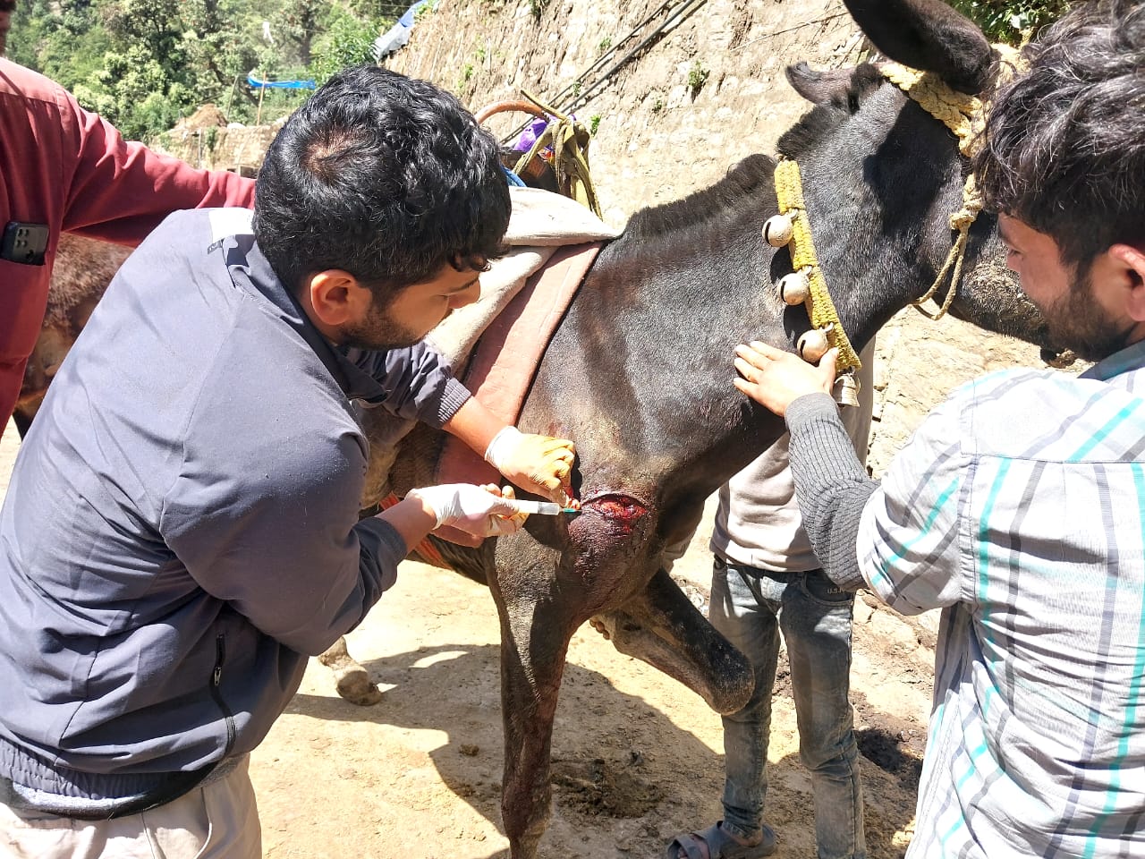 केदारनाथ यात्रा: घोड़े-खच्चरों के संचालन पर प्रशासन की निगरानी, पशु क्रूरता रोकने को टास्क फोर्स तैनात