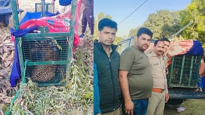राहत: चार साल के मासूम को निवाला बनाने वाला गुलदार पिंजरे में कैद, दहशतज़दा लोगों ने ली राहत की सांस