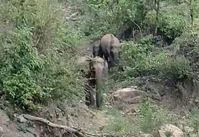 ज्ञान: सड़क पार करने के लिए ट्रैफिक रुकने का इंतजार करता रहा हाथी परिवार