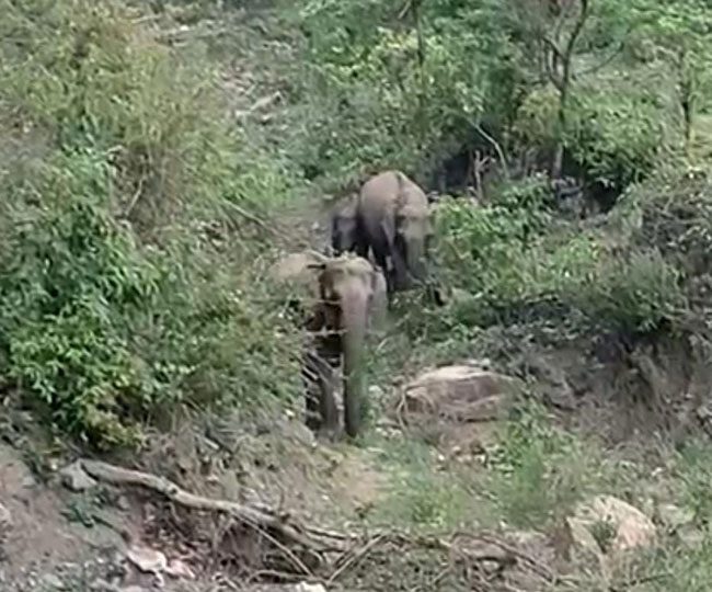 ज्ञान: सड़क पार करने के लिए ट्रैफिक रुकने का इंतजार करता रहा हाथी परिवार