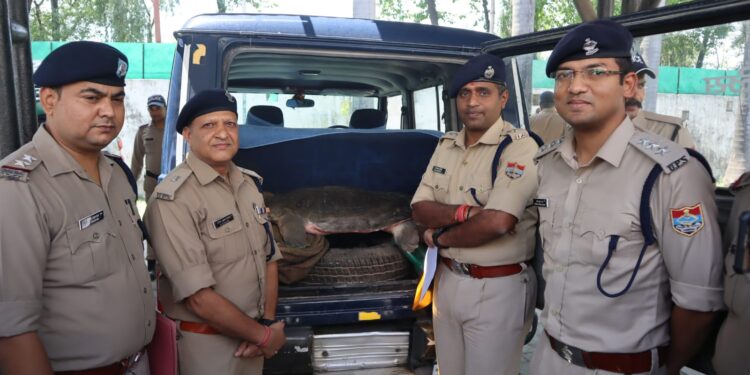 शिकंजा: पुलिस ने कार से कछुओं की तस्करी कर रहे शख्स को दबोचा