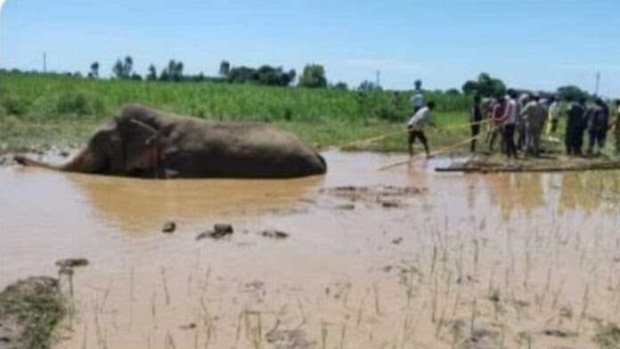 असर: वन्य जीवों पर भी भारी पड़ने लगी है अतिवृष्टि, यहां बरसाती पानी से बने दल-दल में फंस गये गजराज