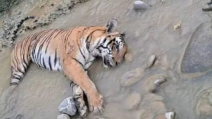 संदेहास्पद: कार्बेट नेशनल पार्क में बाघिन मौत, नदी में पड़ा मिला शव