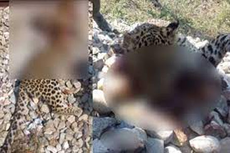 दर्दनाक: राजाजी टाइगर रिजर्व क्षेत्र में ट्रेन से कटकर गुलदार की मौत, सोमवार सुबह रेलवे ट्रैक पर हुए दो टुकड़े