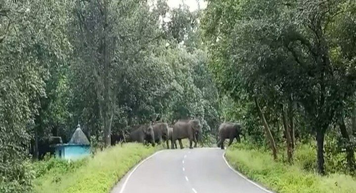 दहशत: सड़क पर अचानक आ धमके जंगली हाथी, माॅर्निंग वाॅक पर निकले लोगों में मच गयी भगदड़