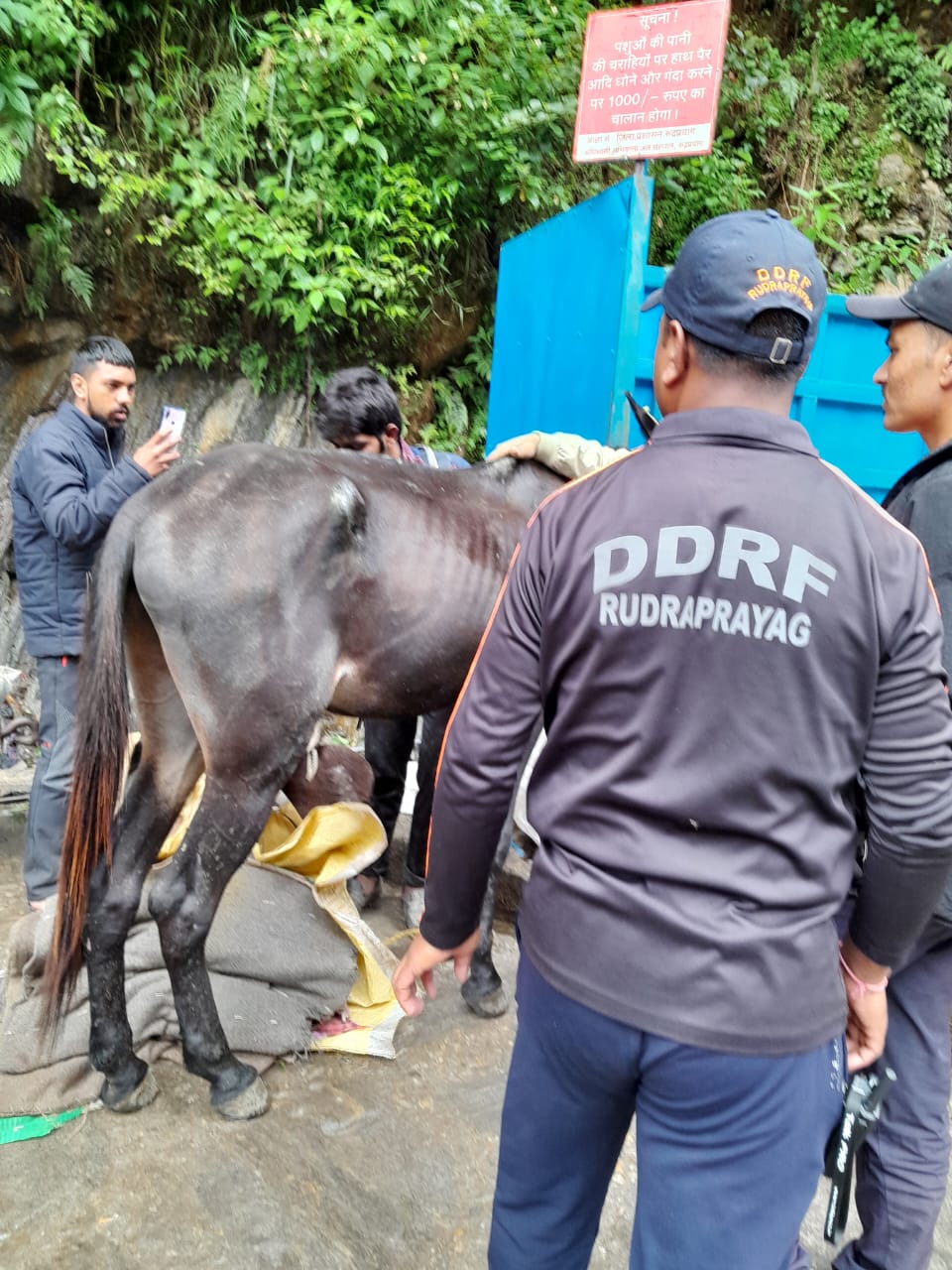 केदारनाथ यात्रा: सामान ढो रहे घायल घोड़े-खच्चरों के लिए देवदूत बनीं म्यूल टास्क फोर्स व डीडीआरएफ