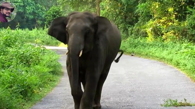 दहशत: अब यहां भी फैला जंगली जानवरों का खौफ, ढालवाला के आबादी क्षेत्र में घुस आया  जंगली हाथी