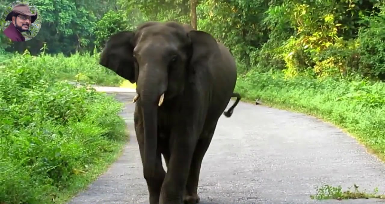 दहशत: अब यहां भी फैला जंगली जानवरों का खौफ, ढालवाला के आबादी क्षेत्र में घुस आया  जंगली हाथी