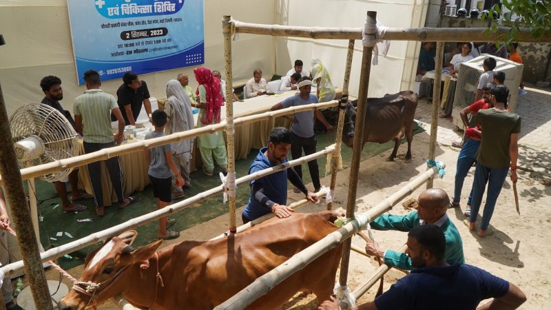 आयोजन: हंस गौशाला ने डेरा गांव में लगाया निशुल्क पशु जांच एवं चिकित्सा शिविर