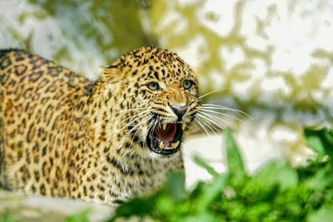 आफत: गुलदार के आंतक से प्रदेश भर में खौफ,चैन की नींद सो रहा वन विभाग