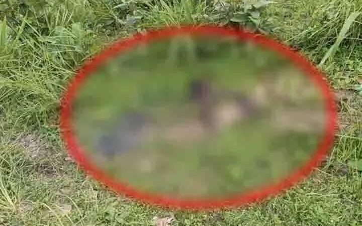 सनसनी: जंगल में नरकंकाल मिलने से फैली सनसनी, शिनाख्त कराने में जुटी राजस्व पुलिस