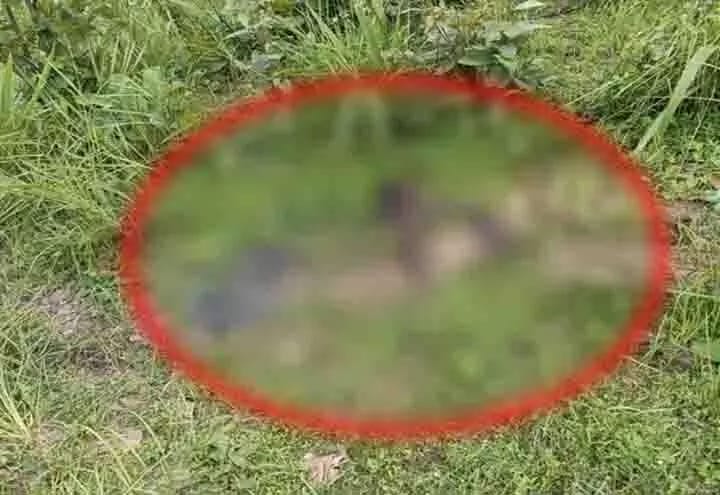 सनसनी: जंगल में नरकंकाल मिलने से फैली सनसनी, शिनाख्त कराने में जुटी राजस्व पुलिस