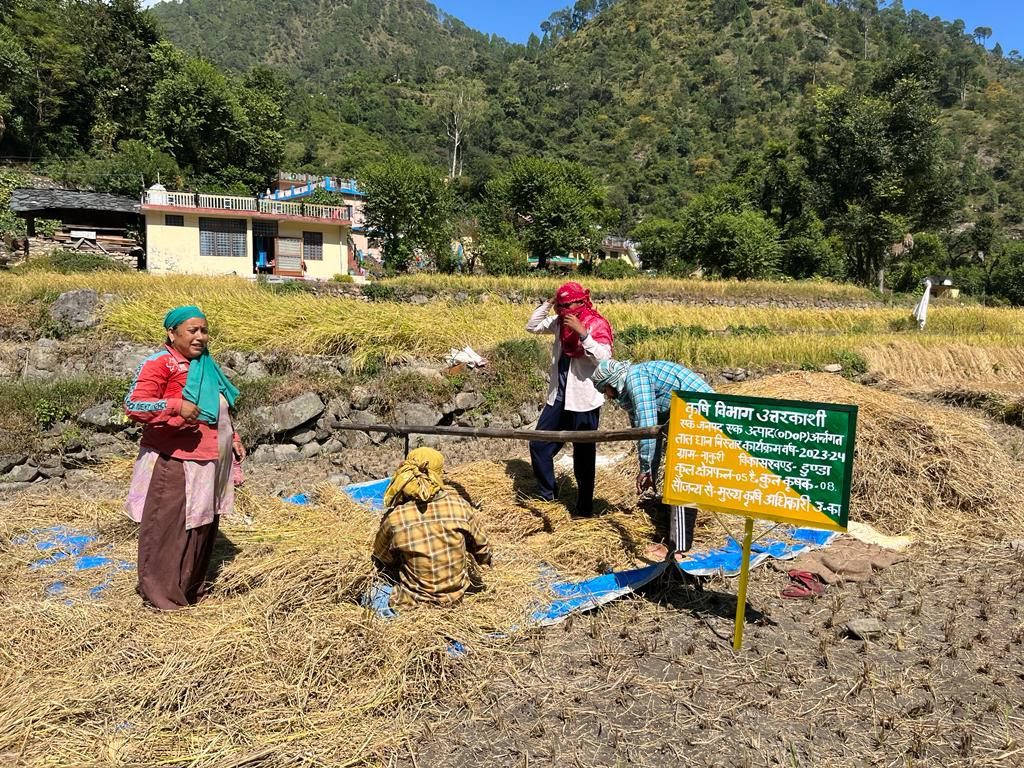 कामयाब कोशिश: उत्तरकाशी जिले की गंगा घाटी में सफल रही लाल धान उगाने की डीएम रूहेला की मुहिम