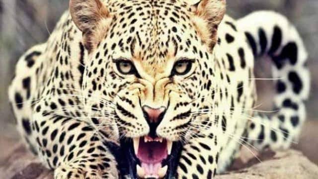 दहशत : गुलदार के हमले से महिला की मौत, घास लेने जा रही थी जंगल