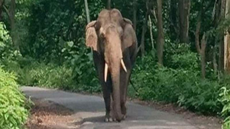 दहशत: देर रात इस शहरी क्षेत्र में आ धमका हाथी, लोगों में फैला खौफ़