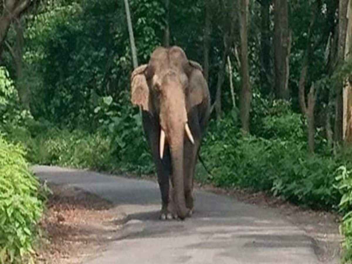 दहशत: देर रात इस शहरी क्षेत्र में आ धमका हाथी, लोगों में फैला खौफ़