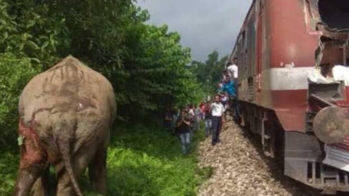 दर्दनाक: रेलगाड़ी की चपेट में आकर मादा हाथी गंभीर रूप से घायल