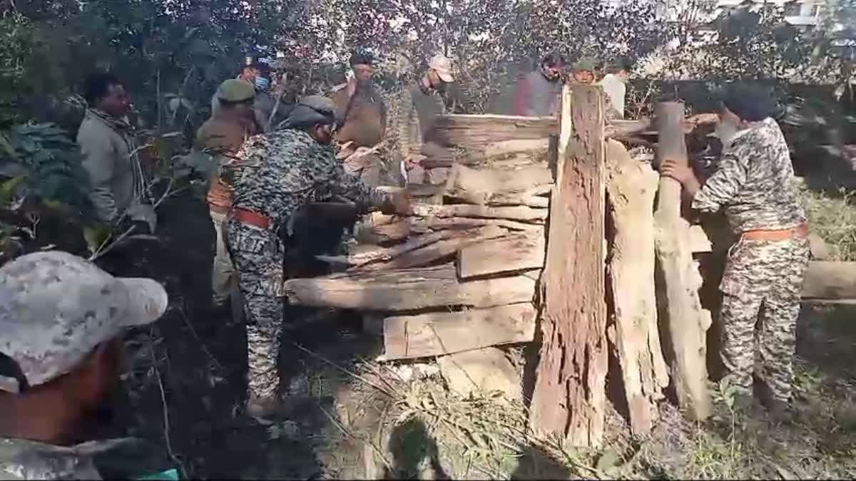 नुकसान: तराई पूर्वी वन क्षेत्र में बाघ और हाथी की मौत से हड़कंप