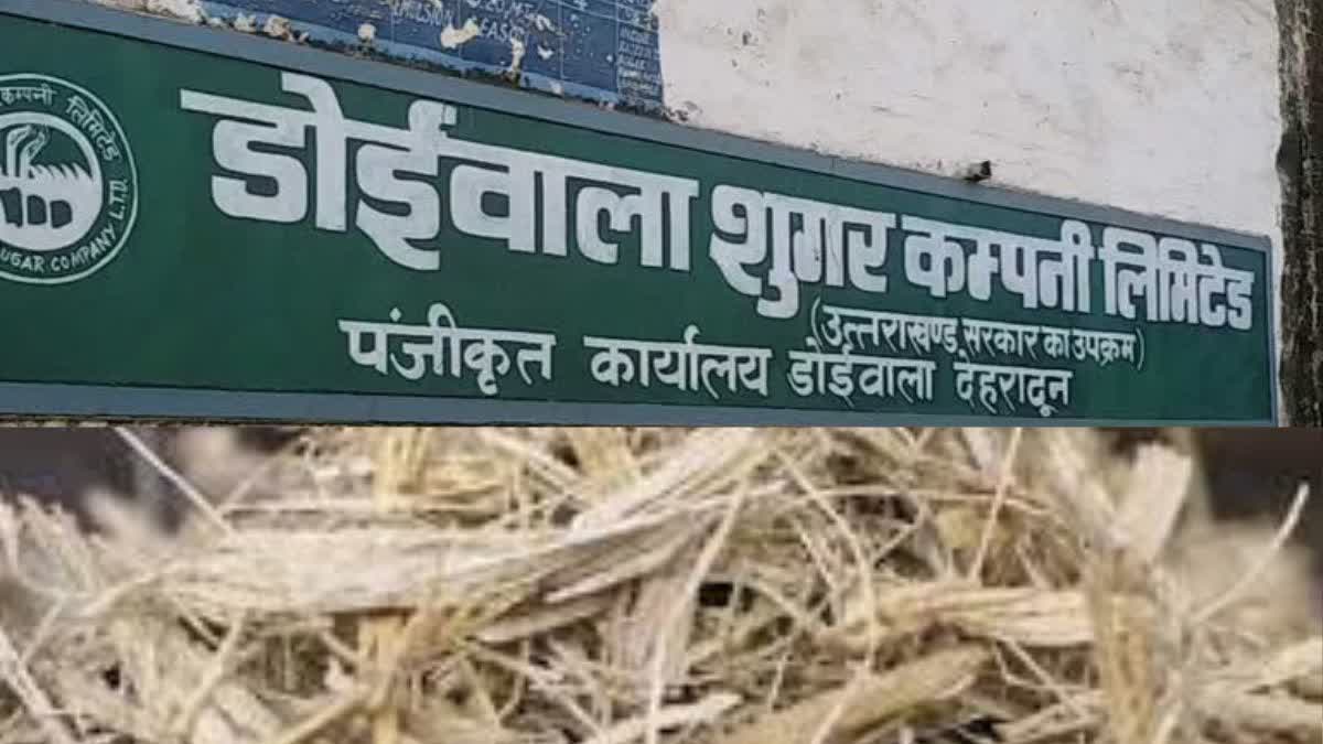 राहत: गन्ना भुगतान के लिए 17.66 करोड़ रुपए की धनराशि जारी