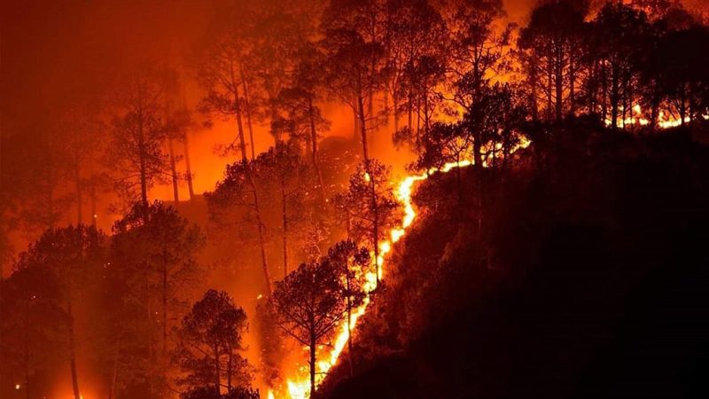 वनाग्नि: 10 दिन में दूसरी बार  जले छतीना कंपार्ट के जंगल