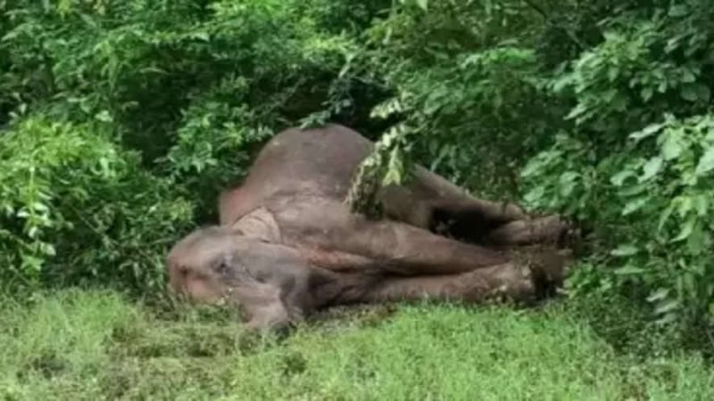 संदिग्ध: जंगल में मृत मिला टस्कर हाथी, वन विभाग ने शव पोस्टमार्टम के लिए भेजकर शुरू की पड़ताल