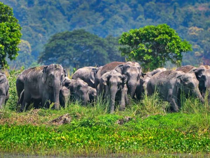 आफत: हाथियों के झुंड ने किसानों की फसल रौंदी, नाकाम साबित हो रहे वन विभाग की सुरक्षा इंतजाम