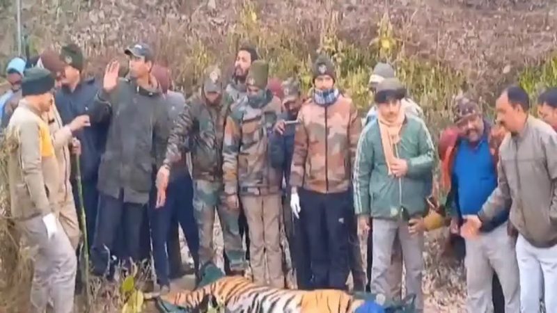 ब्रेकिंग न्यूज: बुजुर्ग को निवाला बनाने वाले बाघ को किया गया ट्रेंकुलाइज