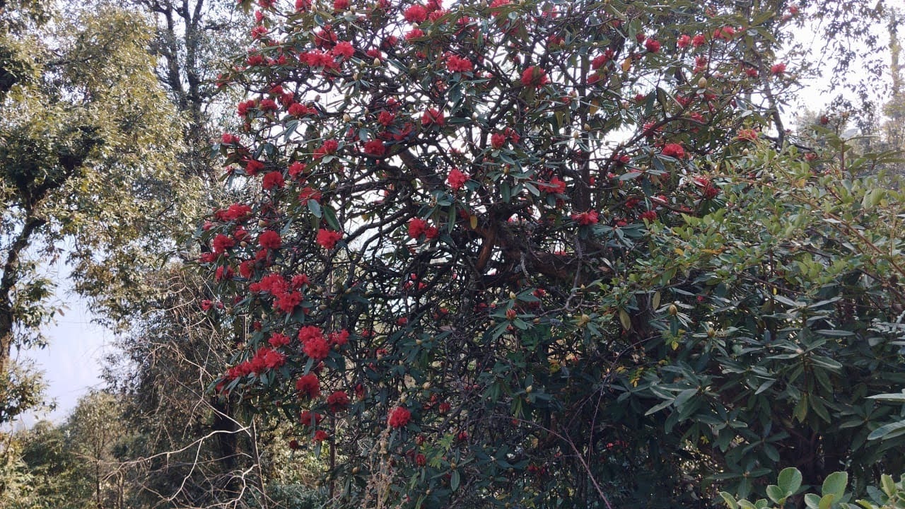 संकट: बारिश और बर्फबारी न होने से जैव विविधता प्रभावित, 26 जड़ी बूटियों पर मंडराया खतरा
