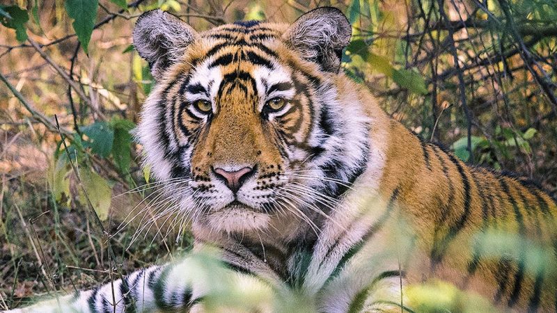 प्रयोग: काॅर्बेट नेशनल पार्क से दून के चिड़ियाघर मे़ं शिफ्ट किये जाएंगे दो बाघ