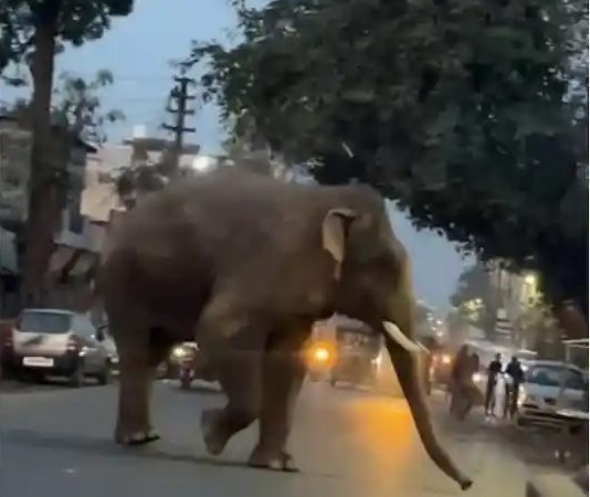 दहशत: आबादी वाले क्षेत्र में हाथी की दस्तक, इलाके में मची अफरा-तफरी