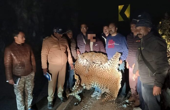 शिकंजा: गुलदार की खाल तस्करी में एक गिरफ्तार, आरोपी से दो खालें बरामद