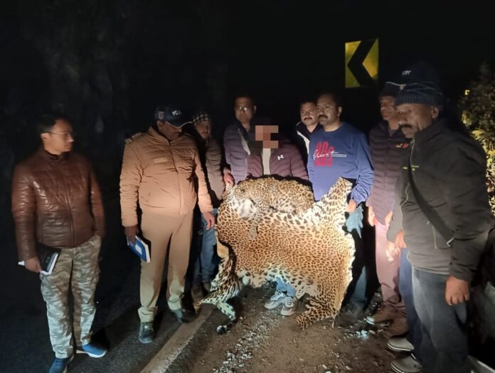 शिकंजा: गुलदार की खाल तस्करी में एक गिरफ्तार, आरोपी से दो खालें बरामद