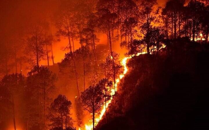 तैयारी: फायर सीजन को लेकर वन महकमे की तैयारियां शुरू, हंस फाउंडेशन भी करेगा सहयोग