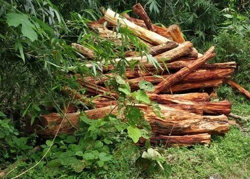 अंकुश: लकड़ी की अवैध खरीद फरोख्त करने वाले पर लगेगा पांच लाख का जुर्माना