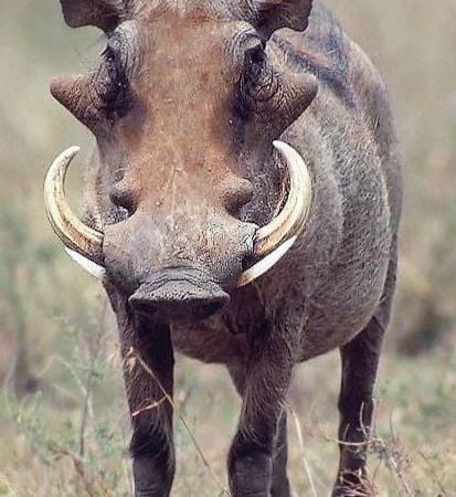 आतंक: गौशाला से घर लौट रहे दो लोगों पर जंगली सुअरों ने कर दिया हमला, सिर पर लग गये गहरे घाव
