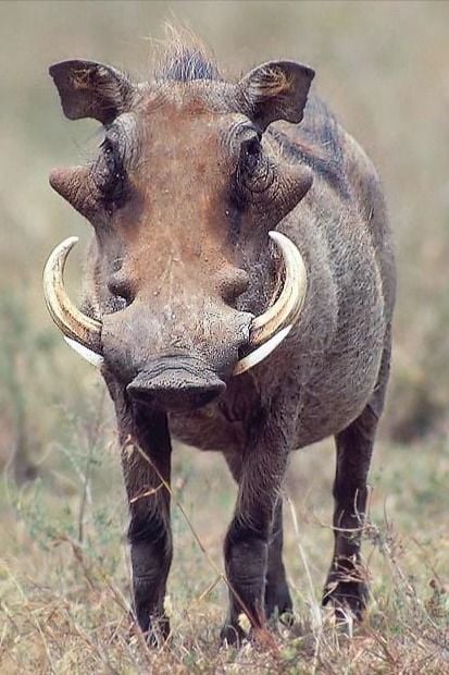 आतंक: गौशाला से घर लौट रहे दो लोगों पर जंगली सुअरों ने कर दिया हमला, सिर पर लग गये गहरे घाव
