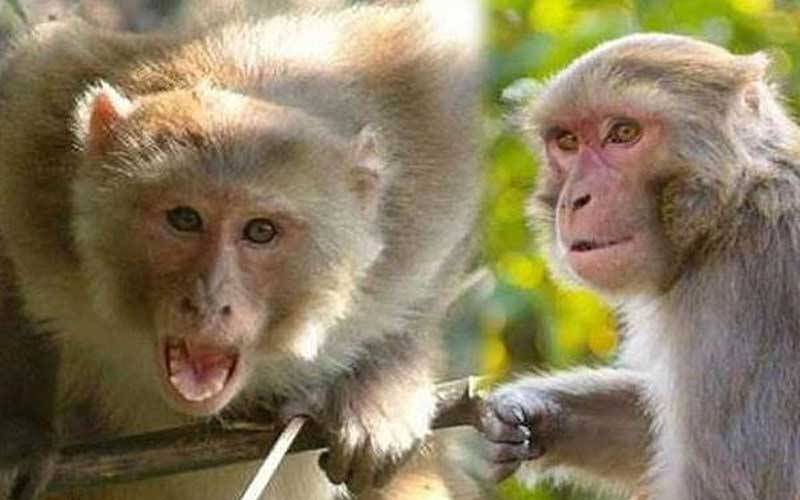 आफ़त: भटवाड़ी गांव में बंदरों के आतंक से ग्रामीण परेशान