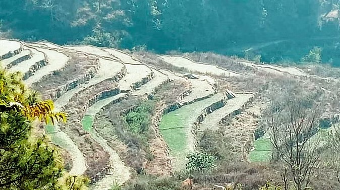 कहर: बेमौसम बारिश और ओलावृष्टि का तांडव, कई पेड़ उखड़े,खड़ी फसलों को नुकसान पहुंचा